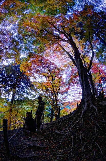 Uma cena de [Nome do Dorama] mostrando uma paisagem deslumbrante, com cores vibrantes e uma composição que transmite a beleza da natureza coreana. A imagem deve ser inspiradora e relaxante.